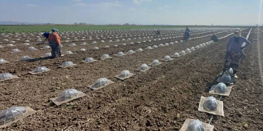 Sofraya gelme süreci en zahmetli ürün! Çiftçi büyük emek harcıyor 4